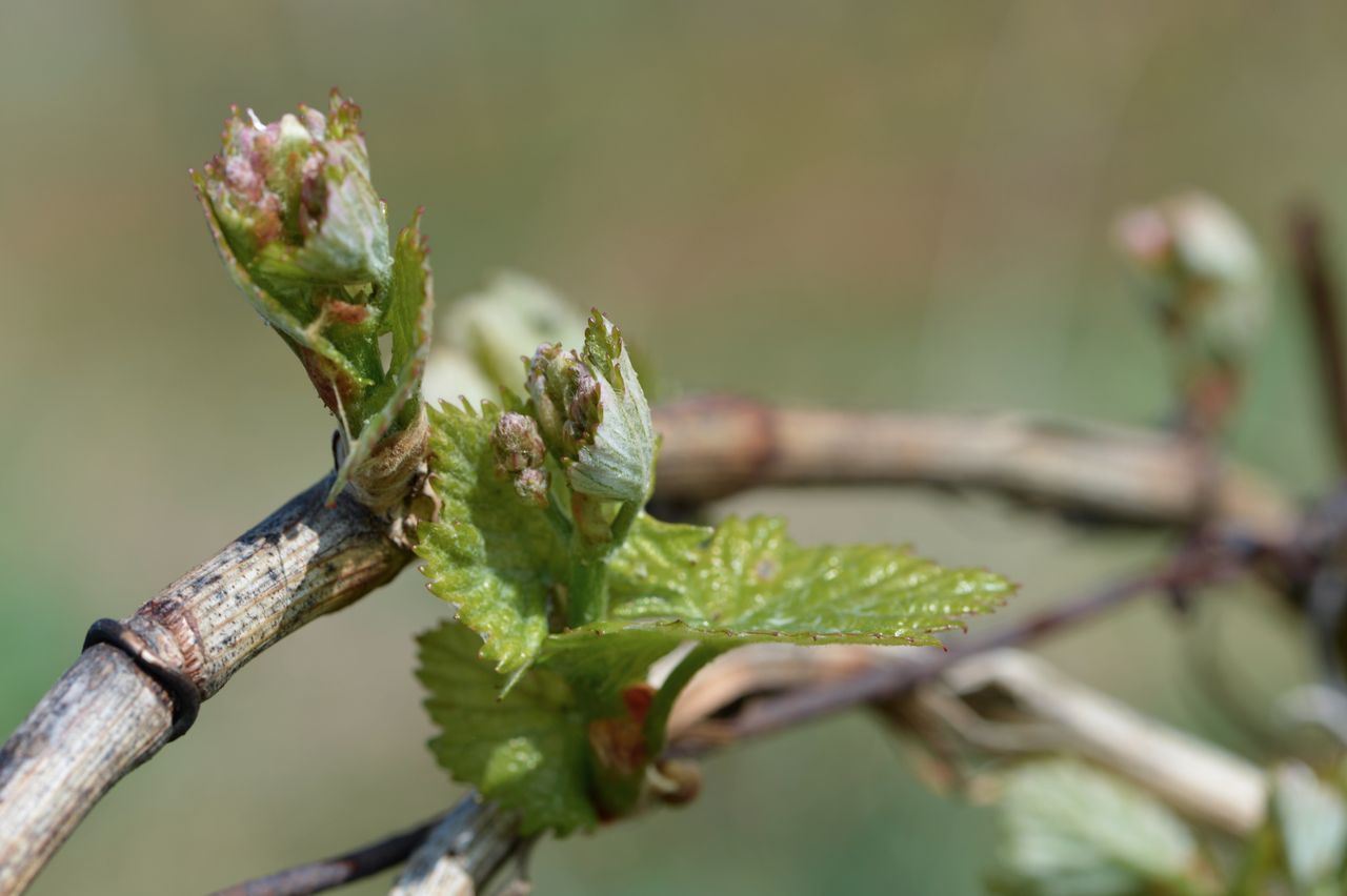 Vignoble Macro 4-Feuilles sorties 0045